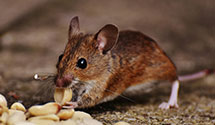 24 Hour & Emergency Exterminators in Red Cliff Indian Reservation, WI
